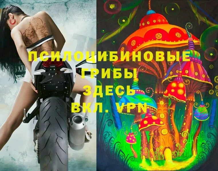 Псилоцибиновые грибы Cubensis  дарнет шоп  omg ССЫЛКА  площадка телеграм  Дмитриев 